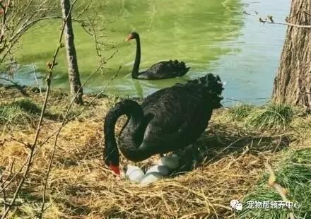 黑天鹅最新爆料视频,揭秘惊天秘密，颠覆传统认知